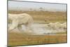 Polar Bear-null-Mounted Photographic Print