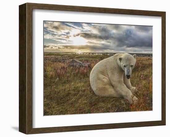 Polar Bear-null-Framed Photographic Print