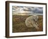 Polar Bear-null-Framed Photographic Print