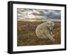 Polar Bear-null-Framed Photographic Print