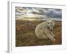 Polar Bear-null-Framed Photographic Print