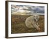 Polar Bear-null-Framed Photographic Print