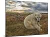 Polar Bear-null-Mounted Photographic Print