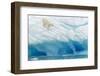 Polar Bear-Joan Gil Raga-Framed Photographic Print