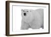Polar Bear-Sheldon Lewis-Framed Art Print