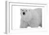 Polar Bear-Sheldon Lewis-Framed Art Print