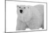 Polar Bear-Sheldon Lewis-Mounted Art Print