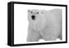 Polar Bear-Sheldon Lewis-Framed Stretched Canvas