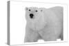 Polar Bear-Sheldon Lewis-Stretched Canvas