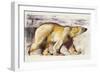 Polar Bear-Mark Adlington-Framed Giclee Print