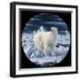 Polar Bear-Jeff Tift-Framed Premium Giclee Print