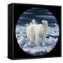 Polar Bear-Jeff Tift-Framed Stretched Canvas
