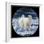 Polar Bear-Jeff Tift-Framed Giclee Print