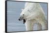 Polar Bear-Jeremy Paul-Framed Stretched Canvas