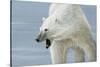 Polar Bear-Jeremy Paul-Stretched Canvas