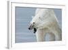 Polar Bear-Jeremy Paul-Framed Giclee Print