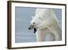 Polar Bear-Jeremy Paul-Framed Giclee Print