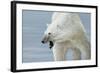 Polar Bear-Jeremy Paul-Framed Giclee Print