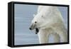 Polar Bear-Jeremy Paul-Framed Stretched Canvas