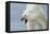 Polar Bear-Jeremy Paul-Framed Stretched Canvas