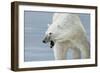 Polar Bear-Jeremy Paul-Framed Giclee Print