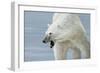 Polar Bear-Jeremy Paul-Framed Giclee Print