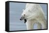 Polar Bear-Jeremy Paul-Framed Stretched Canvas