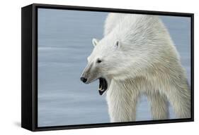 Polar Bear-Jeremy Paul-Framed Stretched Canvas