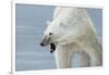 Polar Bear-Jeremy Paul-Framed Giclee Print