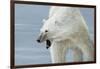 Polar Bear-Jeremy Paul-Framed Giclee Print