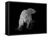 Polar Bear-Geraldine Aikman-Framed Stretched Canvas