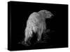 Polar Bear-Geraldine Aikman-Stretched Canvas