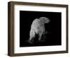 Polar Bear-Geraldine Aikman-Framed Giclee Print