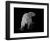 Polar Bear-Geraldine Aikman-Framed Giclee Print