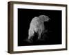 Polar Bear-Geraldine Aikman-Framed Premium Giclee Print