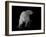 Polar Bear-Geraldine Aikman-Framed Premium Giclee Print