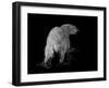 Polar Bear-Geraldine Aikman-Framed Premium Giclee Print