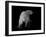 Polar Bear-Geraldine Aikman-Framed Premium Giclee Print