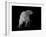 Polar Bear-Geraldine Aikman-Framed Premium Giclee Print