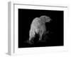 Polar Bear-Geraldine Aikman-Framed Giclee Print