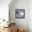 Polar Bear-David Sheskin-Framed Stretched Canvas displayed on a wall