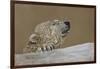 Polar Bear-Rusty Frentner-Framed Giclee Print