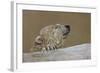 Polar Bear-Rusty Frentner-Framed Giclee Print