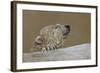 Polar Bear-Rusty Frentner-Framed Giclee Print