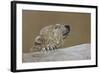 Polar Bear-Rusty Frentner-Framed Giclee Print