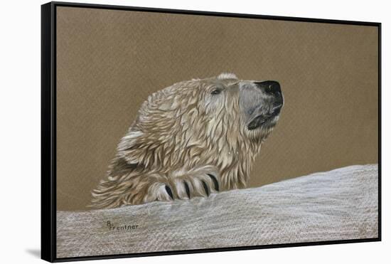 Polar Bear-Rusty Frentner-Framed Stretched Canvas