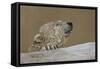 Polar Bear-Rusty Frentner-Framed Stretched Canvas