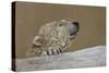 Polar Bear-Rusty Frentner-Stretched Canvas