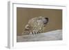 Polar Bear-Rusty Frentner-Framed Giclee Print