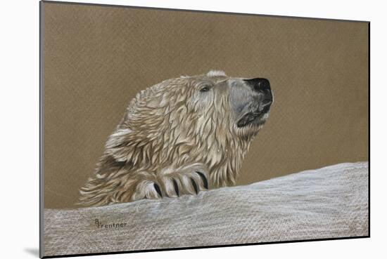 Polar Bear-Rusty Frentner-Mounted Giclee Print